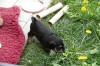 Polly R-Wurf 5 Woche 2025-04-18 001 (66)